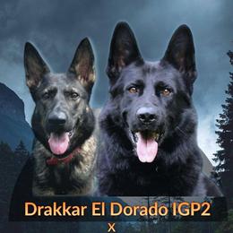German Shepherds from B1 Kennels