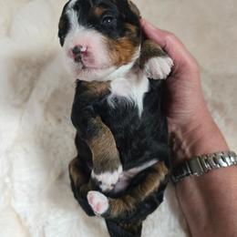 Boy 4 - Tri-color male Bernedoodle puppy in Galt, Missouri from Only Doodles!