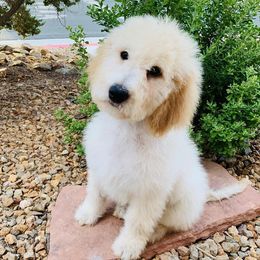 Goldendoodle Puppies from 24 Karat Doodles