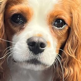 Cavalier King Charles Spaniels from Sweet Baby Cavaliers