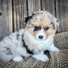Jack - Brindle merle and white male American Corgi puppy in Los Lunas, New Mexico from Blue Diamond Welsh corgis