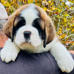 Beige - Mahogany and white female Saint Bernard puppy in Double Springs, Alabama from St Bernard Kingdom, LLC