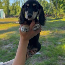 Marley - Black and cream female Dachshund puppy in Lumber City, Georgia from Willow Run Dachshund’s