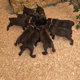 Boy 4 - Liver male German Shorthaired Pointer puppy in West Richland, Washington from Lehmschlog Kennels