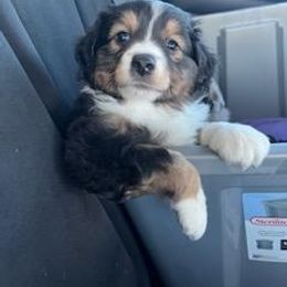 Toy Australian Shepherds from F & T Aussies