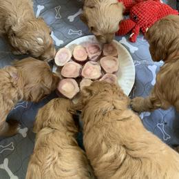 Bernedoodle, Goldendoodle, and Aussiedoodle Puppies from Lakeside Doodles