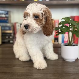 Orion - Apricot male Cavapoo puppy in Sun City, Arizona from AZ Cavapoos