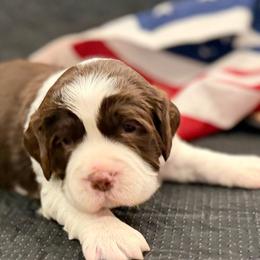Pink girl - Liver and white female English Springer Spaniel puppy in Cleburne, Texas from Powers English Springer Spaniels