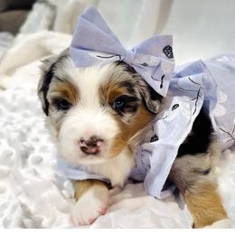 Miniature Australian Shepherd Puppies from Southern Charmers