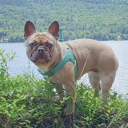 Beauty - French Bulldog