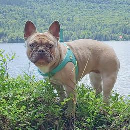 Beauty - French Bulldog