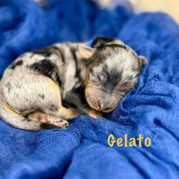 Gelato - Merle male Bernedoodle puppy in Midland, Michigan from Northern Charm Farm