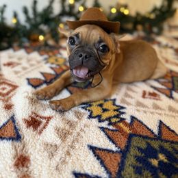 French Bulldog Puppies from Southern Class Frenchies