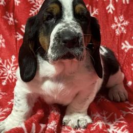 Basset Hounds from Star W Ranch Basset Hounds