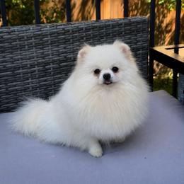 Slivka - Pomeranian