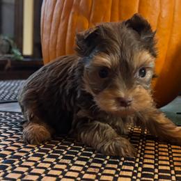 Coco - Chocolate and tan male Yorkshire Terrier puppy in Lafayette, Georgia from Berggipfel Yorkies