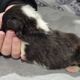 Shetland Sheepdog Puppies from Terri  Riley