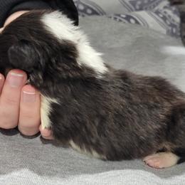 Shetland Sheepdog Puppies from Terri  Riley