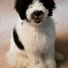 Australian Labradoodle Puppies from Providence Labradoodles