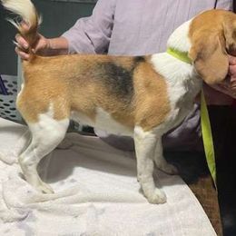 Missy - Beagle
