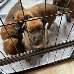 Belgian Malinois Puppies from Pyrex Kennels