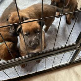 Belgian Malinois Puppies from Pyrex Kennels
