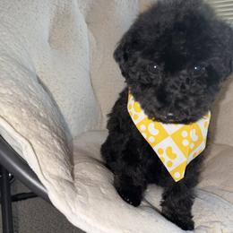 Girl 4 - Black female Schnoodle puppy in Rancho Cordova, California from Snickerdoodle Doodles