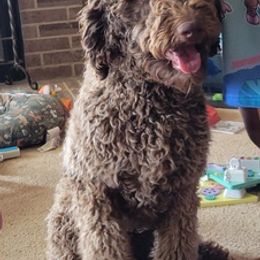 Double Doodles and Goldendoodles from Melina’s Doodles of Fun