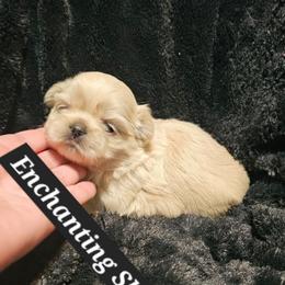AKC CREAM white  BOY - White male Shih Tzu puppy in Dexter, Kentucky from Enchanting Shih tzu