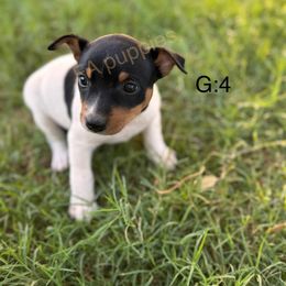 Rat Terrier Puppies from FA puppies
