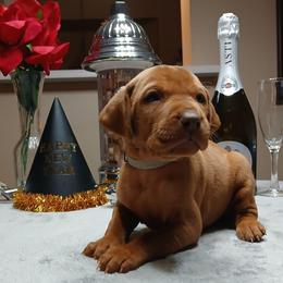 Gray - Golden rust male Vizsla puppy in Maineville, Ohio from Izabella Vizslas