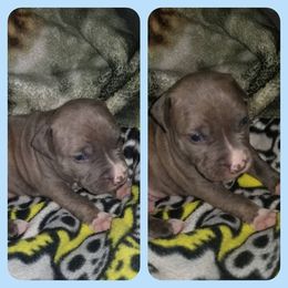 American Pit Bull Terrier Puppies from Kaotic APBTs