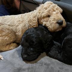 Double Doodle Puppies from Dog Paw Doodles