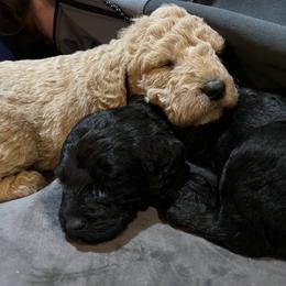 Double Doodle Puppies from Dog Paw Doodles