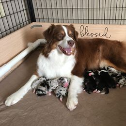 Australian Shepherd Puppies from Integrity Australian Shepherds