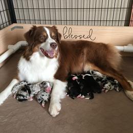 Australian Shepherd Puppies from Integrity Australian Shepherds