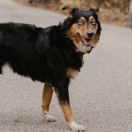 Annie - Australian Shepherd