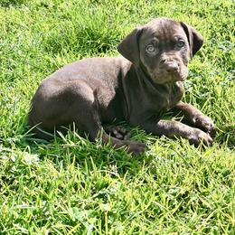 Fritter - Chocolate male Catahoula Leopard Dog puppy in Washington from Coweeman Catahoulas