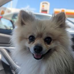 Rocket - Wolf sable male Pomeranian puppy in Sacramento, California from MirVit Happy Tails Puppies