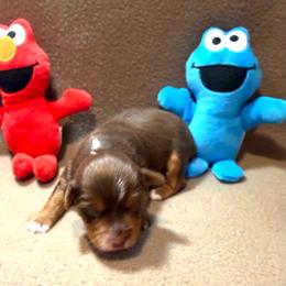 Marley - Chocolate, tan and white male Yorkshire Terrier puppy in Paris, Tennessee from Nolan’s Yorkie Farm