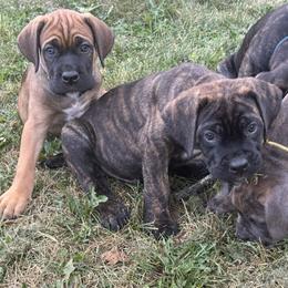 Cane Corso Puppies from Creed Cane Corso
