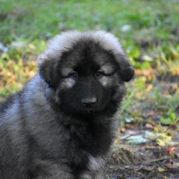 Boy 2 - Gray sable male Shiloh Shepherd puppy in Indianapolis, Indiana from Echo Shilohs
