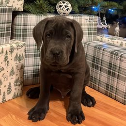 Cane Corso Puppies from The Dorado Ranch