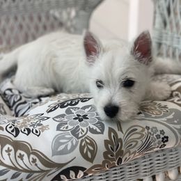 West Highland White Terrier Puppies from Cascading Westies