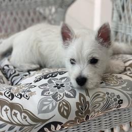 West Highland White Terrier Puppies from Cascading Westies