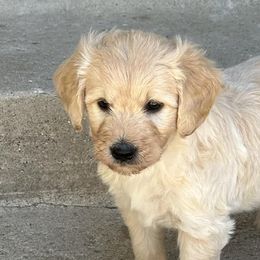 Goldendoodles from Westwind Goldendoodles