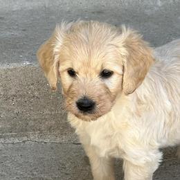Goldendoodles from Westwind Goldendoodles