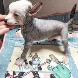 Kai - Slate male Chinese Crested puppy in Henderson, Kentucky from Western Kentucky Chihuahua’s and Chinese Crested’s