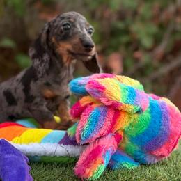 Dapple girl - Dapple female Dachshund puppy in Lancaster, California from Avignon