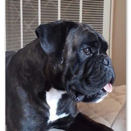 Sonja - Boxer